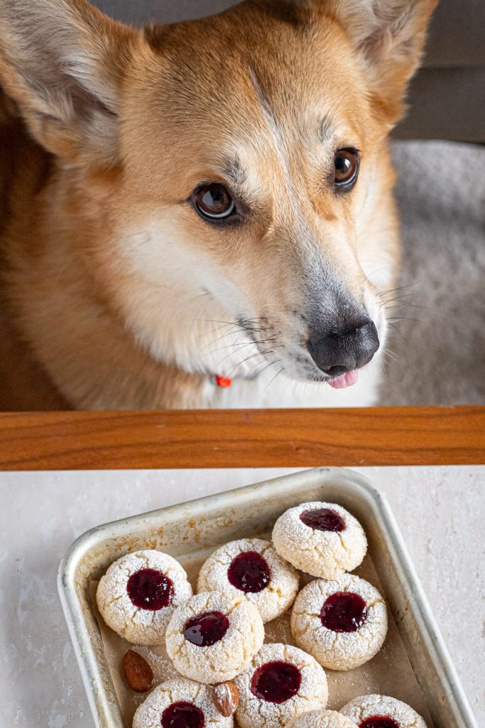 Corgi peeking over a tray of cherry amaretti jam drops on a food photography backdrop, with its tongue sticking out as it looks at the camera.